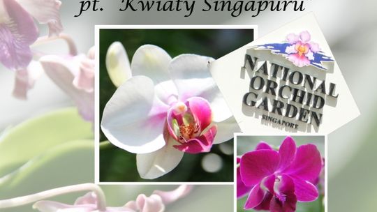 „Kwiaty Singapuru”