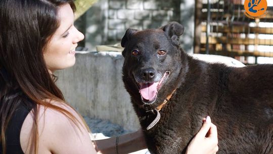 Łapuś, Tessa i Kris - psiaki czekające na adopcję