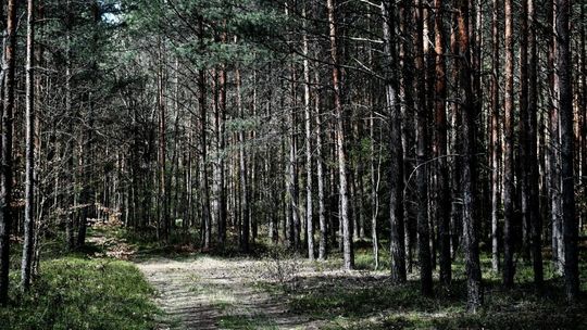Lasy Państwowe: w lasach jest sucho, ale nie ma podstaw do ich zamknięcia