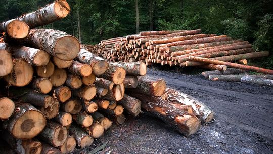 Lasy wcale nie umierają stojąc... są masowo wycinane
