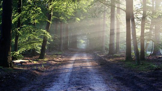 Lasy wokół miasta pod ochroną? Lepiej późno niż wcale 
