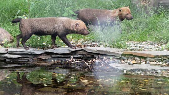 Łódź: w zoo zamieszkały jedyne w Polsce pakożery