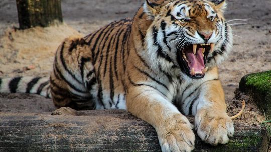 Łódź/ Zoo planuje nową inwestycję - Pawilon Żywiołów za 120 tys. zł