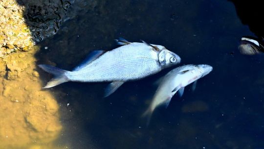 Łódzki Urząd Wojewódzki: śnięcie ryb na Nerze wywołała najprawdopodobniej tzw. przyducha