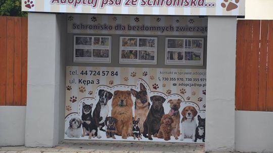 Ma zachęcać do adopcji