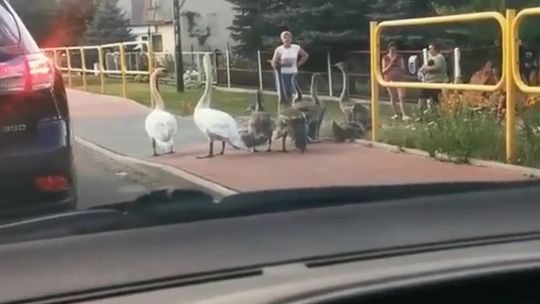Mały spacerek do Smardzewic. Na mszę, czy na zakupy?