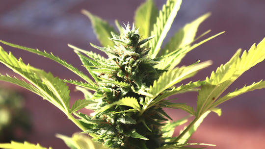 Marihuana nie jest dla młodzieży - ostrzegają badacze