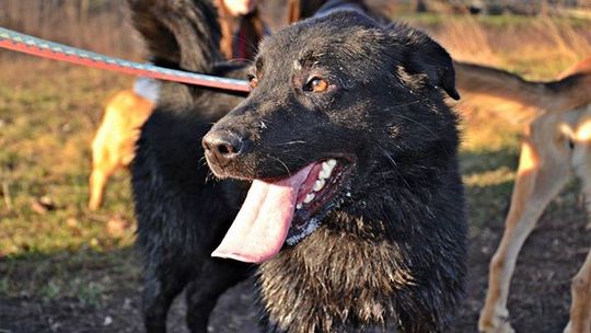 Marley, Tekla i Orzeszek czekają na Ciebie