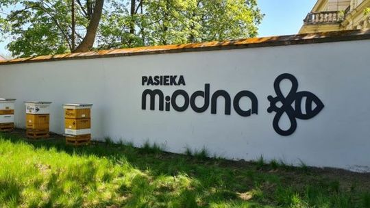 Miodowe sukcesy pszczół z Galerii Tomaszów