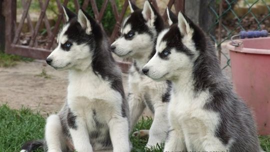 Może jednak Husky...