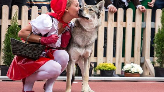 Mózgi psów są dostrojone do mowy kobiet