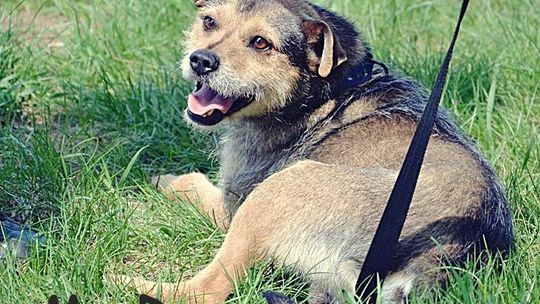 Mr. Dog, Fred i Kala