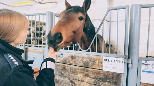 Mróz zagraża zwierzętom — policja z Tomaszowa apeluje: jak pomóc i gdzie dzwonić