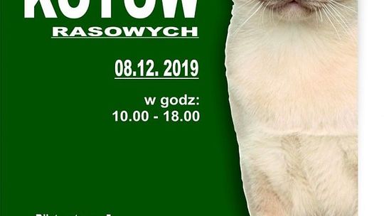 Muzeum zaprasza na pokaz kotów rasowych