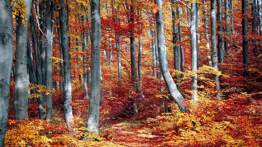 Nadchodzący tydzień z typowo jesienną aurą