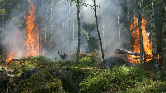 Nagroda za pomoc w schwytaniu podpalacza