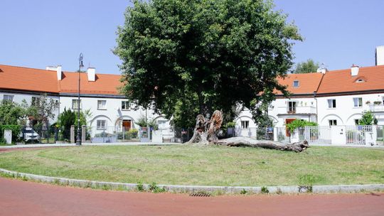 Naukowcy: dwa razy więcej drzew w miastach mogłoby ocalić zdrowie tysięcy ludzi