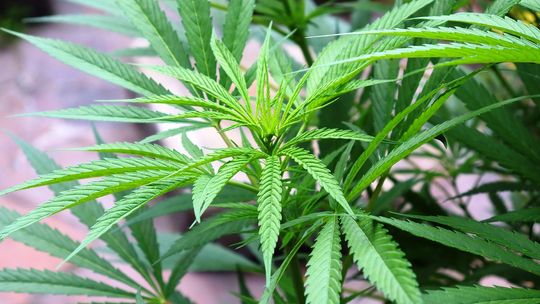 Naukowcy: marihuana najczęściej używaną substancją psychoaktywną po alkoholu, kofeinie i nikotynie Naukowcy: marihuana najczęściej używaną substancją psychoaktywną po alkoholu, kofeinie i nikotynie