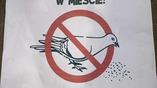 Nie dokarmiajmy gołębi? Co mówią nauka, lekarze i… mieszkańcy