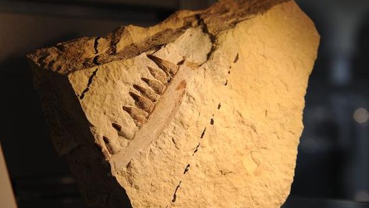 Niespotykane bogactwo paleontologiczne