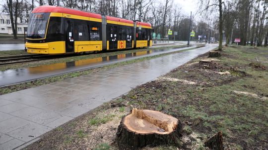 NIK: Przez 5 lat wycięto 37 tys. drzew w Warszawie – najwięcej spośród dużych miast