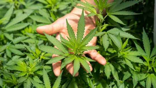 Nowoczesne waporyzatory CBD i nie tylko - udane zakupy online