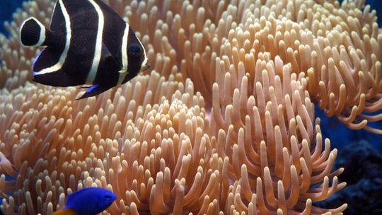 Oceanograf z UGd: zniknięcie raf oznaczałoby globalną katastrofę