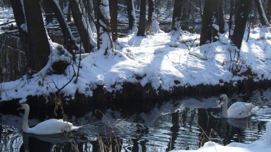 Okrąglica dotowana
