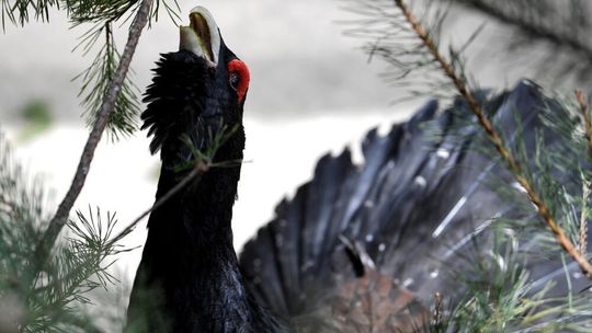 Ornitolog: wiosenne gody ptaków to prawdziwy spektakl natury