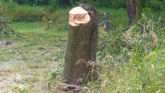 Ostre cięcie