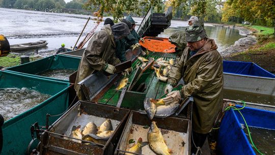 "Pan Karp": żywe karpie na święta - tylko u rybaków lub na bazarze