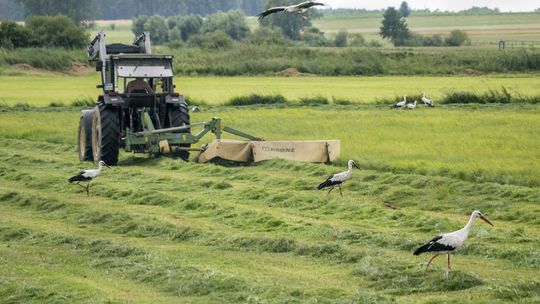 Państwa UE zatwierdziły nowe przepisy o ochronie zasobów przyrody