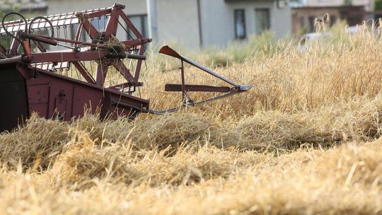 PIE: Polska samowystarczalna w produkcji zbóż, mięsa i nabiału