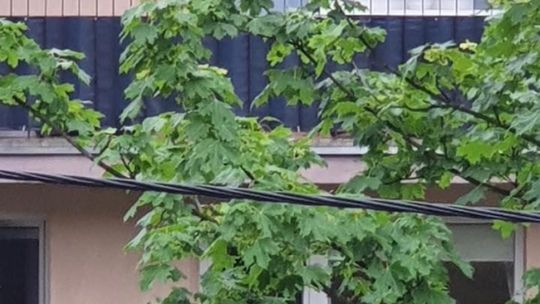Pies miał być zamykany na balkonie. Zamiast zgłosić służbom… post na Facebooku. 
