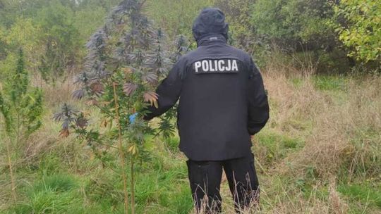 Plantacja, czy samosiejka?