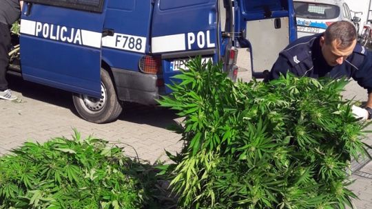 Plantacja marihuany wykryta pod Tomaszowem /VIDEO/