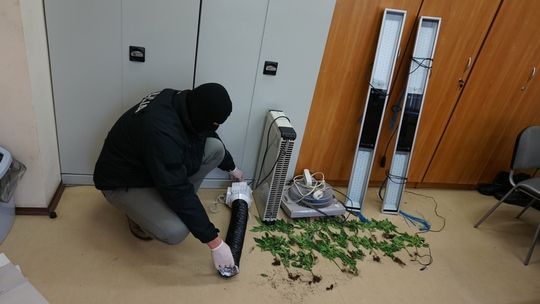 Plantacja w centrum miasta