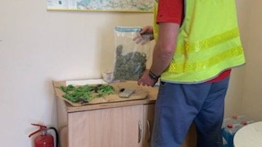 Plantator amator trafił w ręce policji 