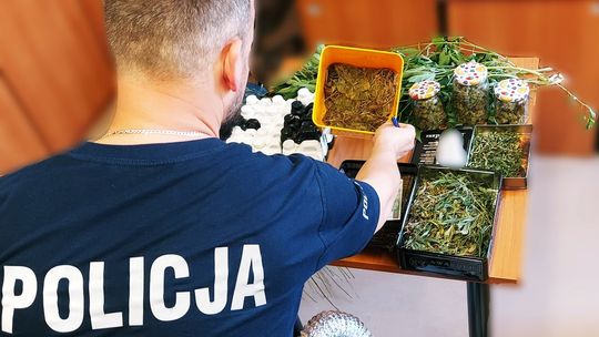 Plantator trafi przed Sąd. Zioło zostanie spalone