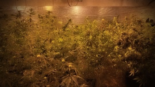 Plantator z Inowłodza trafi do więzienia