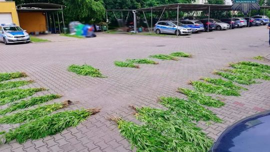 Plantatorzy nad Pilicą