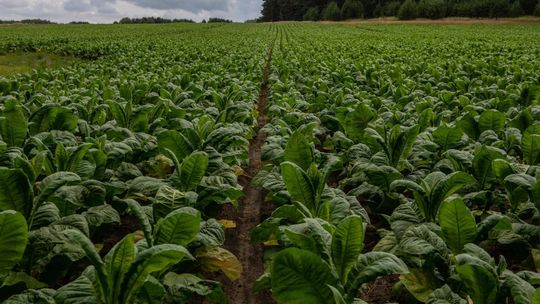 Plantatorzy tytoniu: zakaz sprzedaży aromatyzowanych wkładów do podgrzewania może zniszczyć branżę