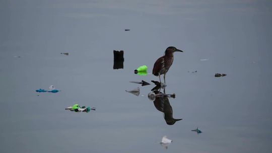 Plastikowe odpady w zbiornikach wodnych doprowadziły do powstania nowej choroby