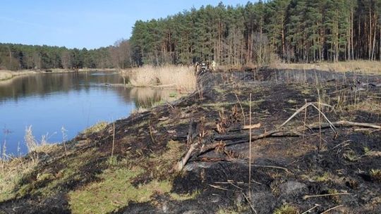Płoną trawy