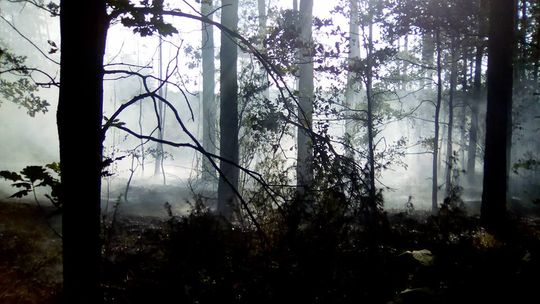 Płonął las w okolicach Wiaderna