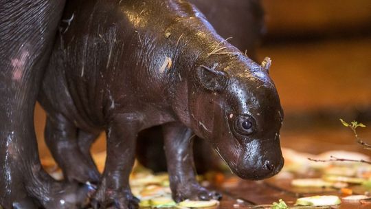 Po raz pierwszy w ZOO w Łodzi urodził się hipopotam karłowaty