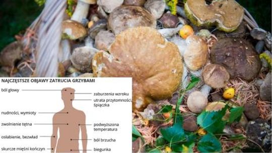Podejrzewasz zatrucie grzybami? Trzeba działać szybko