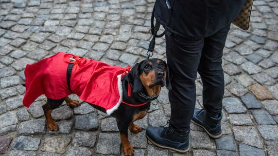 Posiadanie zwierzęcia domowego jest dobre dla mózgu
