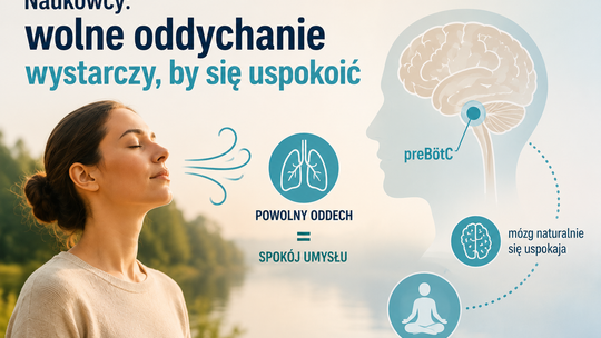 Powolne oddychanie uspokaja także bez medytacji. Naukowcy wykazali to na myszach