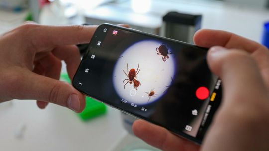 Powstaje europejska aplikacja do monitoringu kleszczy